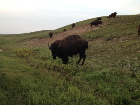 Have you ever been up close next to a bison? They're huge.
